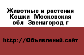 Животные и растения Кошки. Московская обл.,Звенигород г.